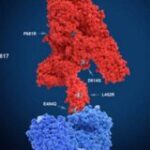 Pg10_Mutation-sites-300×160