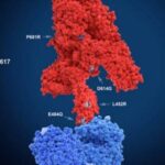 Pg10_Mutation-sites-455×300