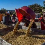 Pg11_woman-tossing-basket-150×150