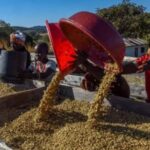 Pg11_woman-tossing-basket-455×300