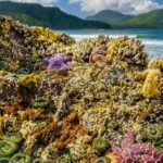 Pg12_Sea-Creatures-150×150