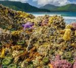 Pg12_Sea-Creatures-300×134