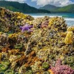 Pg12_Sea-Creatures-455×262