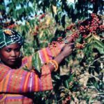 Pg12_woman-picking-beans-150×150