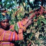 Pg12_woman-picking-beans-300×207