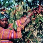 Pg12_woman-picking-beans-455×300