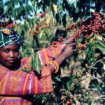 Pg12_woman-picking-beans-600×398