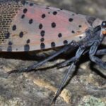 Pg3_2019-spotted-lanternfly-psu